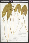 Sagittaria latifolia