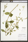 Achyranthes japonica