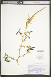 Amaranthus spinosus