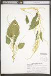 Amaranthus tuberculatus