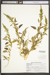 Amaranthus tuberculatus