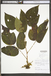 Toxicodendron radicans ssp. radicans