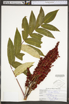 Rhus glabra