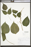 Toxicodendron radicans ssp. radicans