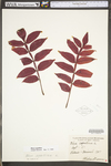 Rhus copallinum var. latifolia