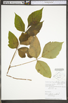 Toxicodendron radicans ssp. negundo