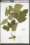 Toxicodendron radicans ssp. negundo