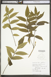 Rhus copallinum var. latifolia