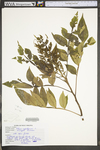 Rhus copallinum var. latifolia