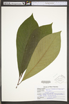 Asimina triloba