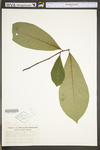 Asimina triloba