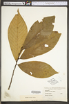 Asimina triloba