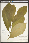 Asimina triloba