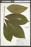 Asimina triloba