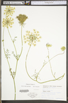 Daucus carota