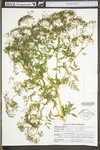 Conium maculatum