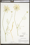 Daucus carota