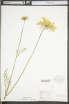 Daucus carota