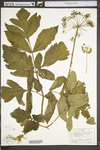 Peucedanum ostruthium