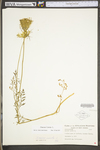 Daucus carota