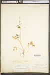 Chaerophyllum procumbens var. procumbens