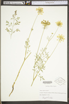 Daucus carota