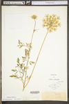 Daucus carota