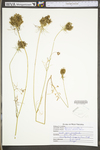 Daucus carota