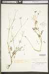 Chaerophyllum procumbens var. procumbens