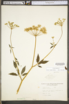 Cicuta maculata var. maculata