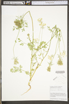 Daucus carota