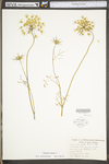 Daucus carota