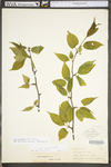 Ilex montana