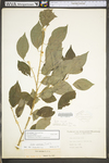 Ilex montana