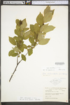 Ilex verticillata