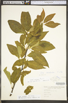 Ilex montana