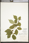 Ilex montana