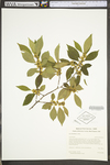 Ilex verticillata