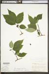 Ilex ambigua