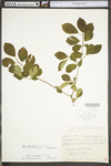 Ilex verticillata