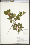 Ilex verticillata