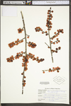 Ilex verticillata