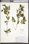 Ilex collina