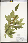 Ilex montana