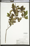 Ilex verticillata