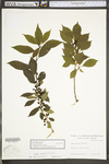 Ilex collina