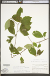 Ilex montana