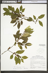 Ilex verticillata