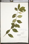 Ilex ambigua