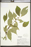 Ilex montana